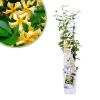 Trachelospermum-Star-of-Toscana
