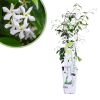 Trachelospermum-Star-of-Venice-Trachelospermum-Star-of-Venice
