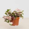 Tradescantia-Quadricolor-purple-pink-P12-2