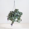 Tradescantia Zebrina - p17