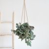 Tradescantia-Zebrina-Lifestyle