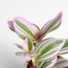 Tradescantia Nanoek mini close up