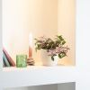 Tradescantia-zebrina-Pink-Pampas-Quadricolor-P12