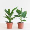 Tropical Duo - P12