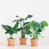 Tropische Plantenbox (3 stuks)