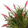 Vriesea