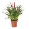 Vriesea Astrid