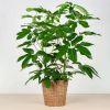 Torun - plantenmand - P24