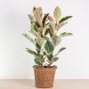 Torun plantenmand