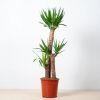 Yucca plant