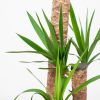 Yucca blad