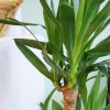 Yucca Elephantipes - Palmlelie - P17