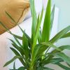 Yucca Elephantipes - Palmlelie - P17