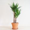 Yucca - Palmlelie - P21