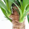 Yucca - Palmlelie - P21