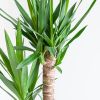 Yucca - Palmlelie - P21