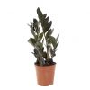 Zamioculcas raven