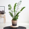 Zamioculcas-Zamiifolia-lissabon-zwart-P21-1-1024