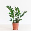 Zamioculcas Zamiifolia
