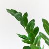 Zamioculcas Zamiifolia