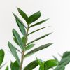 Zamioculcas Zamiifolia