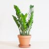 Zamioculcas Zamiifolia - P17