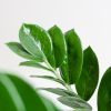 Zamioculcas-Zamiifolia-p17-6 2