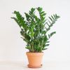 Zamioculcas-Zamiifolia-p21-1