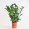 Zamioculcas-Zamiifolia-p21-2