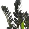 zwarte zamioculcas