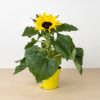 Zonnebloem-Helianthus-p12-1024-2 1