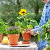 Zonnebloem-Helianthus-p12-1024-3 1