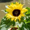 Zonnebloem-Helianthus-p12-1024-4 1