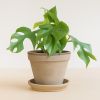 terracotta pot voor potmaat 17