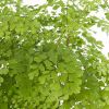 adantium fragrans