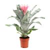 Aechmea primera