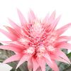 Aechmea griffe bloem