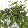 Aeschynanthus marmoratus blad