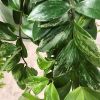 Aeschynanthus bont
