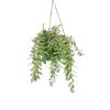 Aeschynanthus bolero bicolore - p18