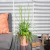 Agapanthus-afrikaanse-lelie-1-1024
