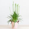 Agapanthus-afrikaanse-lelie-2-1024