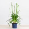 Agapanthus-afrikaanse-lelie-3-1024