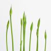 Agapanthus-afrikaanse-lelie-4-1024