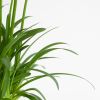 Agapanthus-afrikaanse-lelie-5-1024