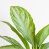 Aglaonema Silver Bay - P17