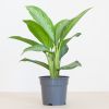 Aglaonema Silver Bay - P17