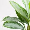Aglaonema Silver Bay - P17