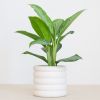 Aglaonema Silver Bay - P17