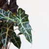 Alocasia Amazonica Polly - Skeletplant - P17